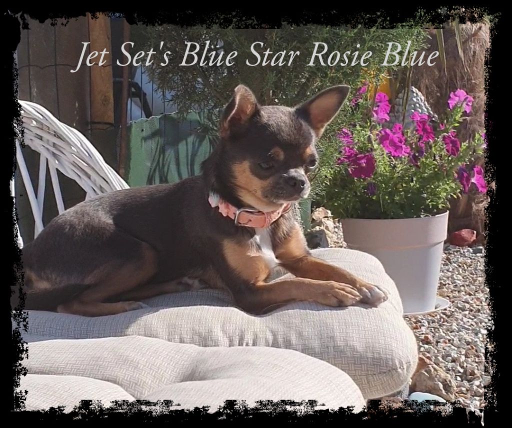 Jet Set's Blue Star Rosie blue