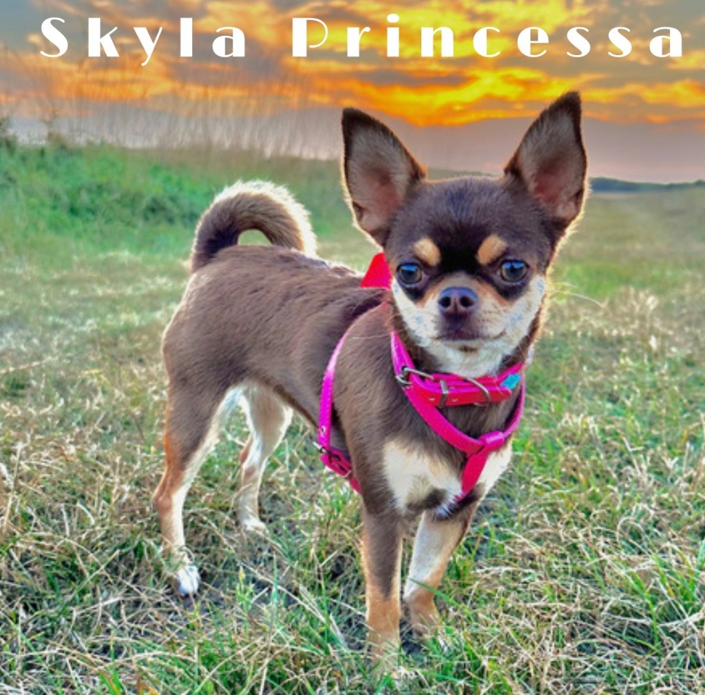 Skyla princessa (Sans Affixe)