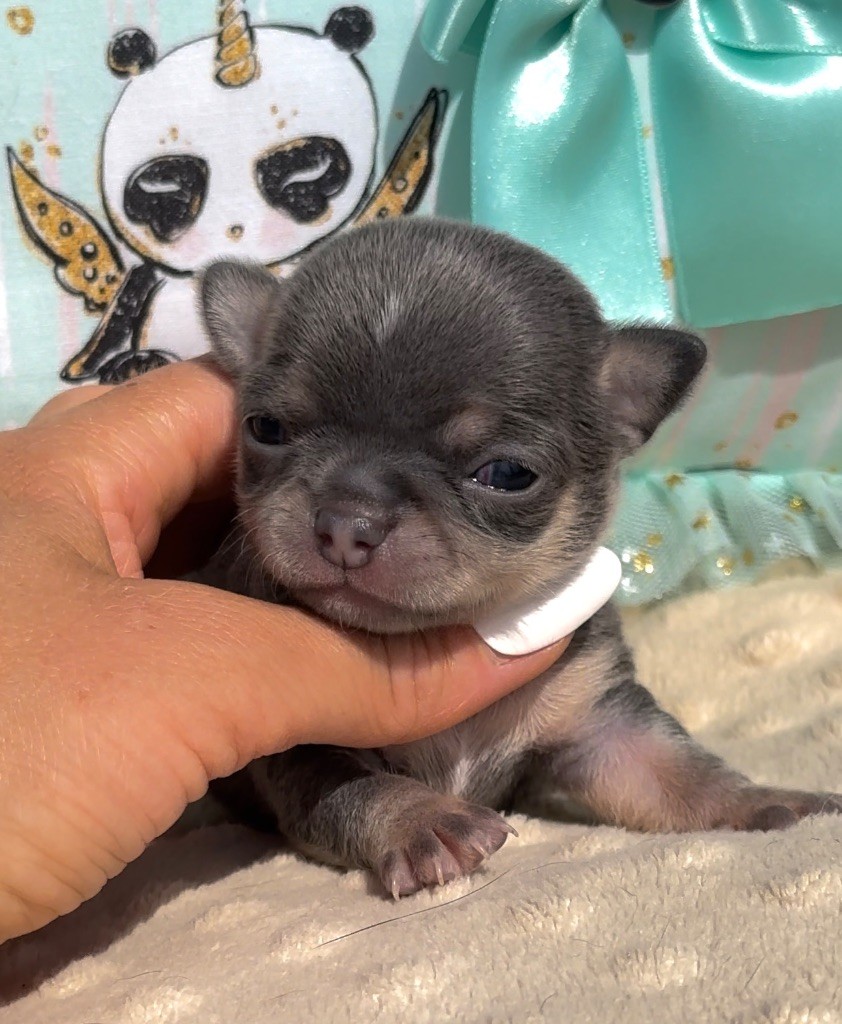 chiot Chihuahua Des Perles Du Soleil