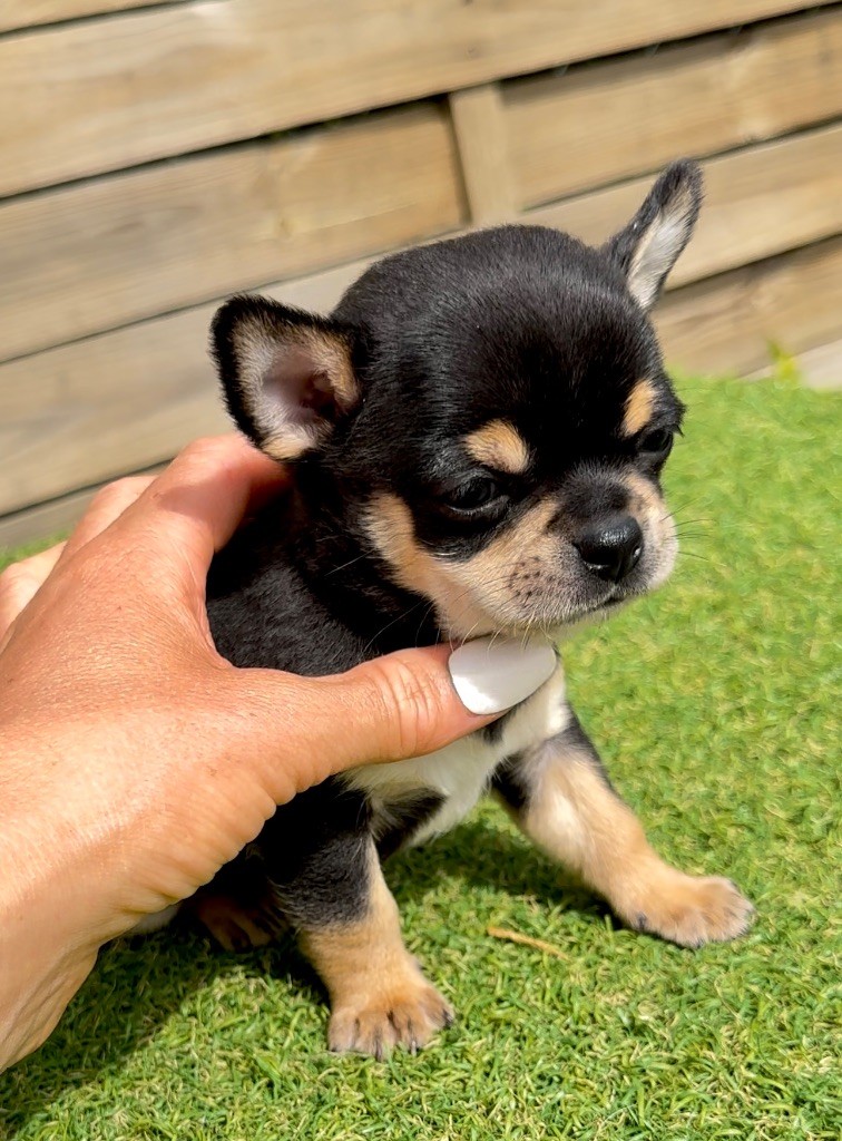 Des Perles Du Soleil - Chiot disponible  - Chihuahua