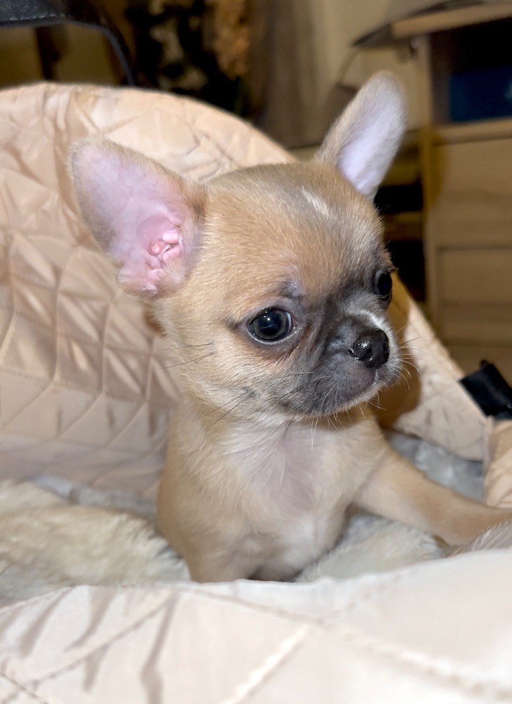 Des Perles Du Soleil - Chiot disponible  - Chihuahua