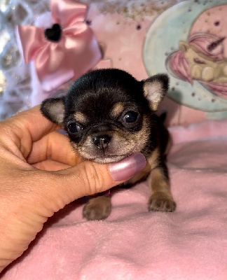 Des Perles Du Soleil - Chihuahua - Portée née le 05/03/2024