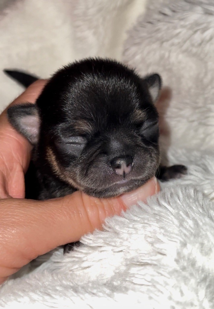 Des Perles Du Soleil - Chiot disponible  - Chihuahua