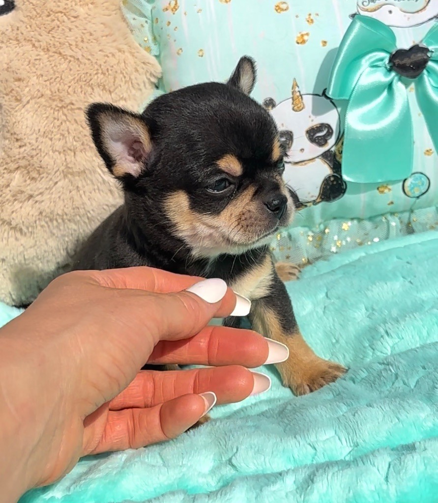 Des Perles Du Soleil - Chiot disponible  - Chihuahua