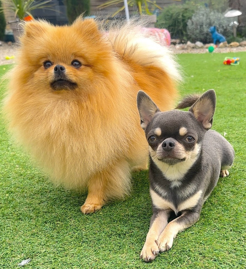 Vanille Deïs orchideüs