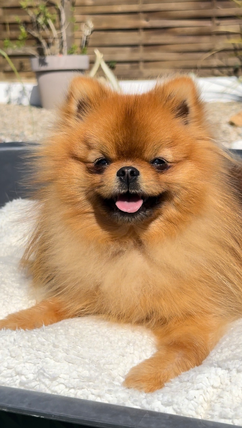 Victor de l esquisse sauvage De L'esquisse Sauvage