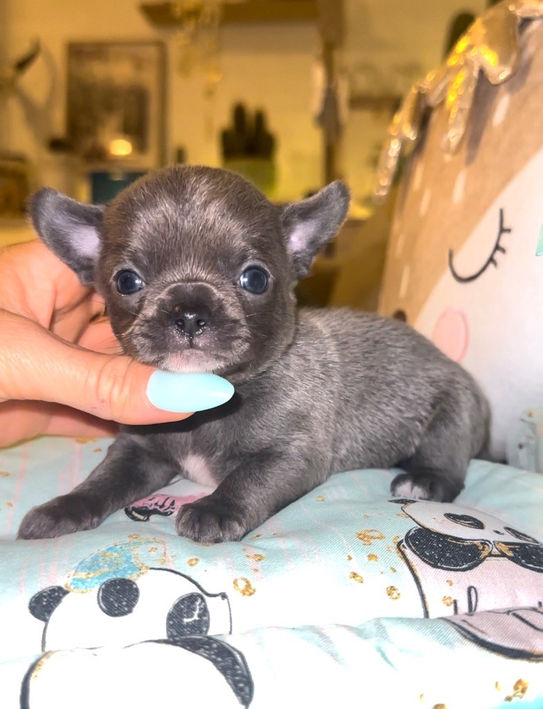 CHIOT 1