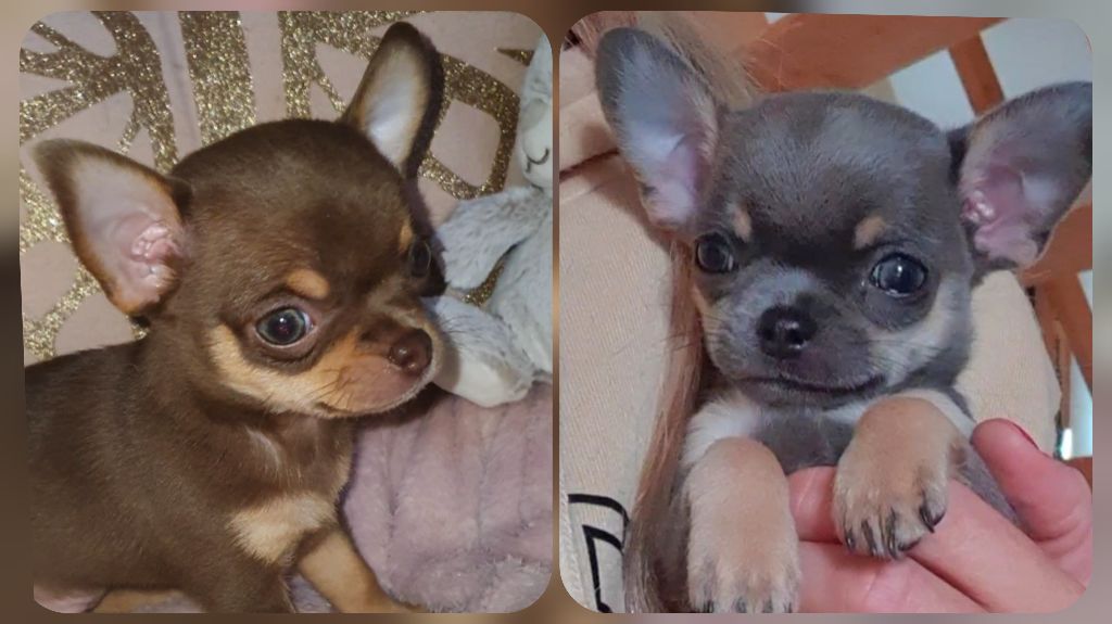 Chiot Chihuahua Des Perles Du Soleil
