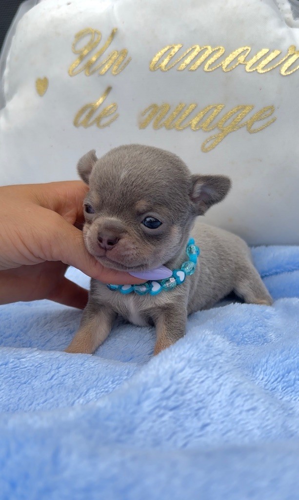 Des Perles Du Soleil - Chiots disponibles - Chihuahua