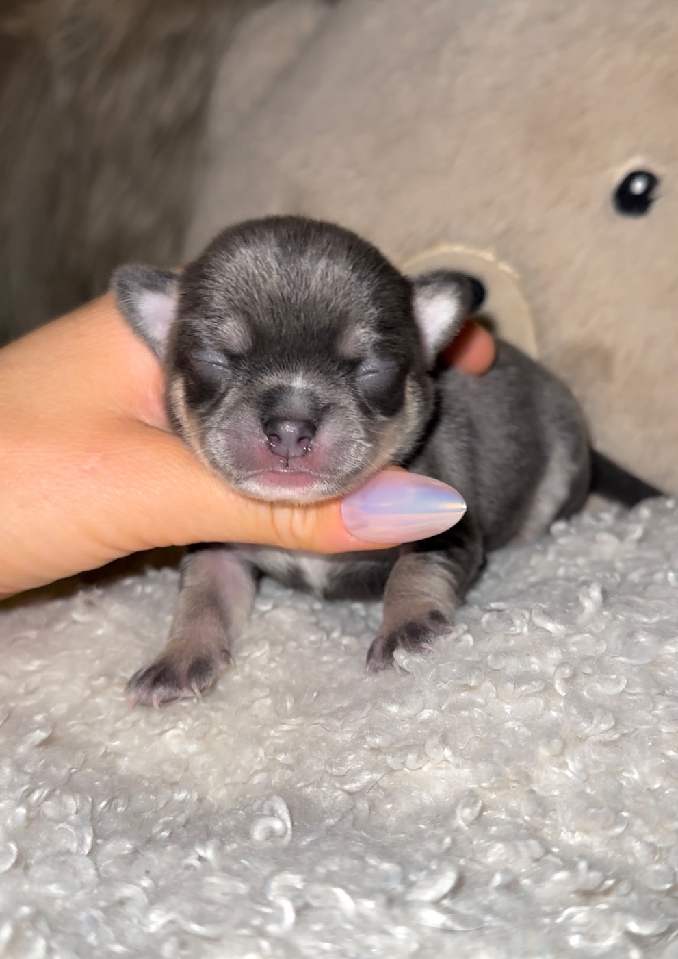 Des Perles Du Soleil - Chiots disponibles - Chihuahua