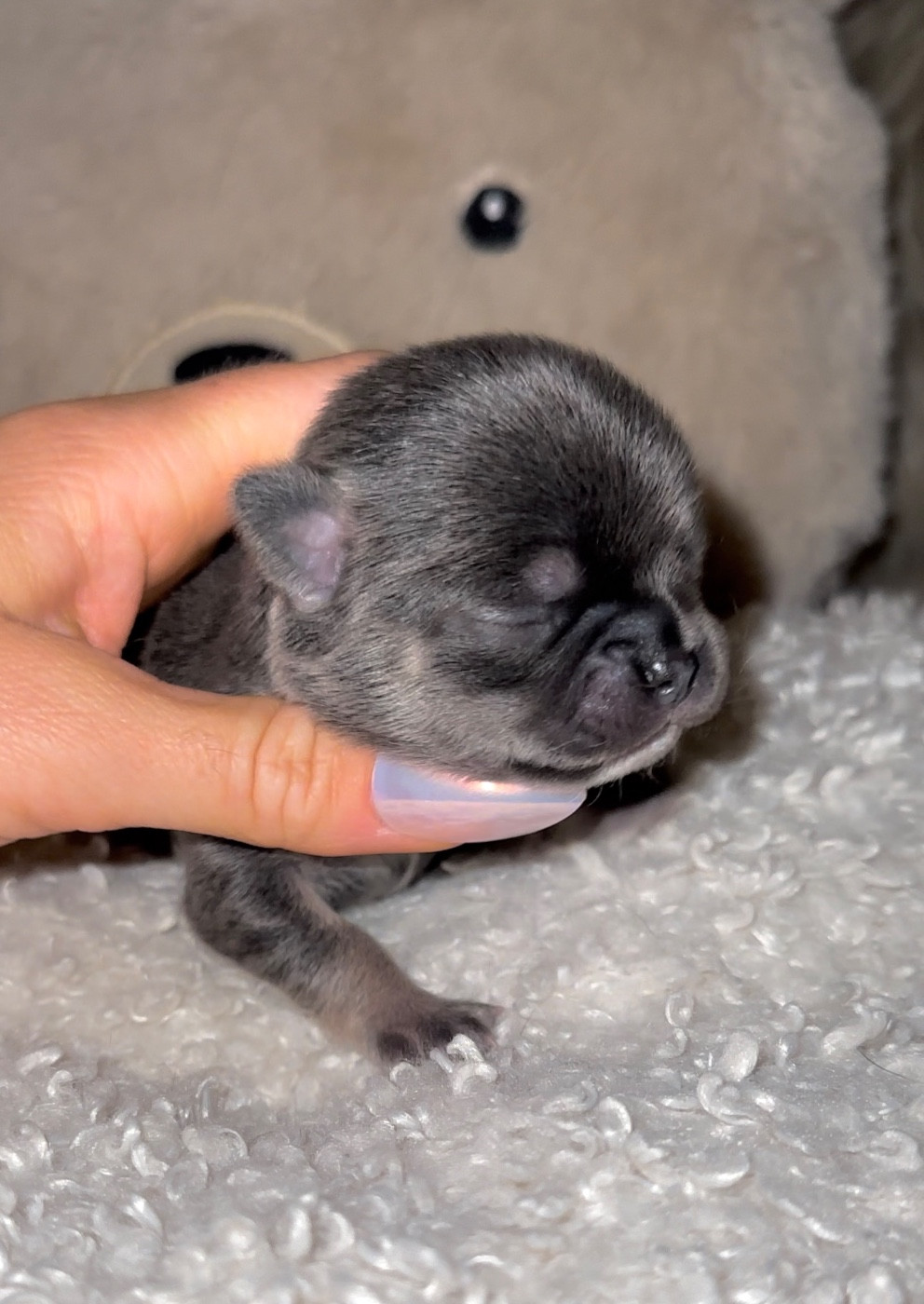 Des Perles Du Soleil - Chiots disponibles - Chihuahua