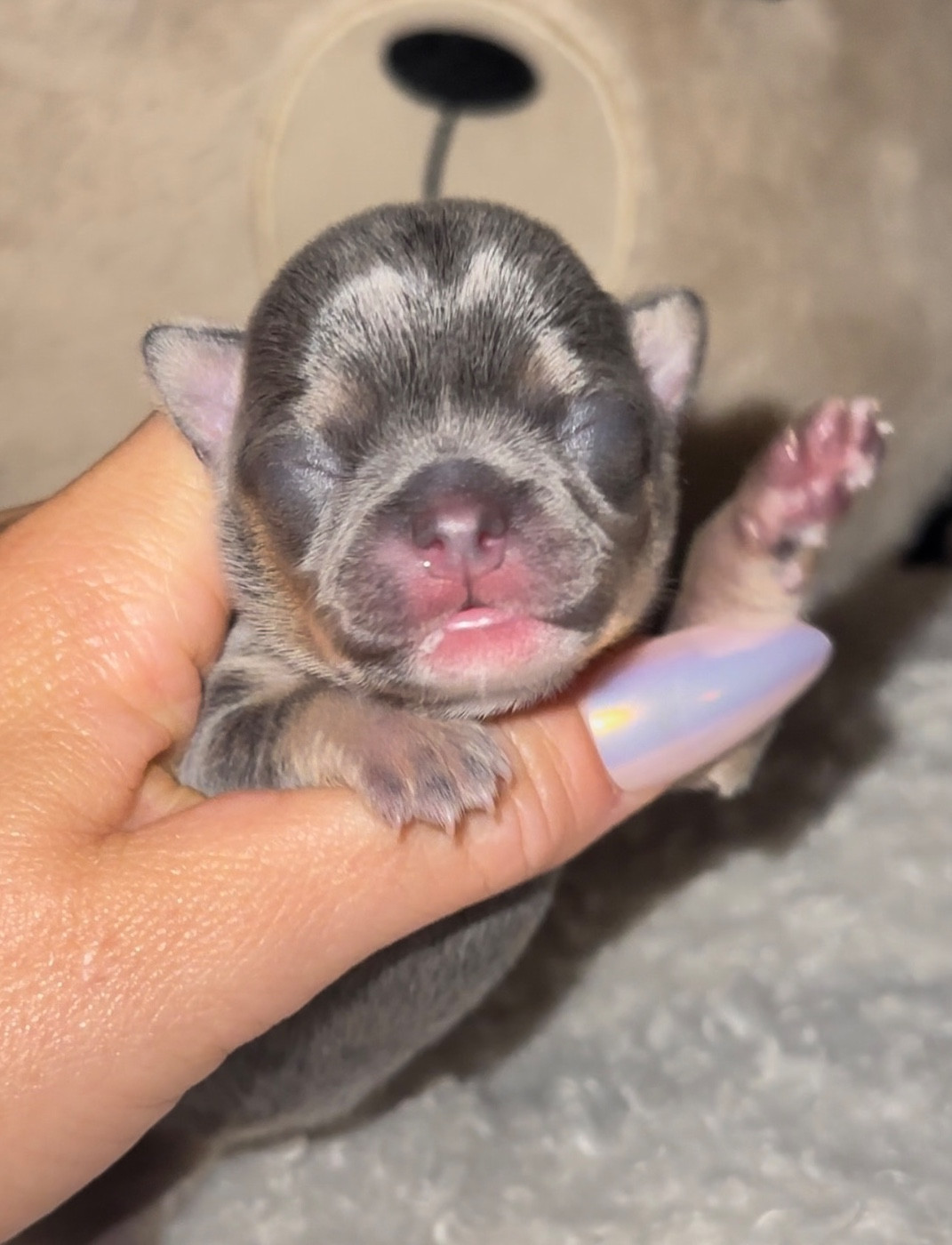 Des Perles Du Soleil - Chiots disponibles - Chihuahua