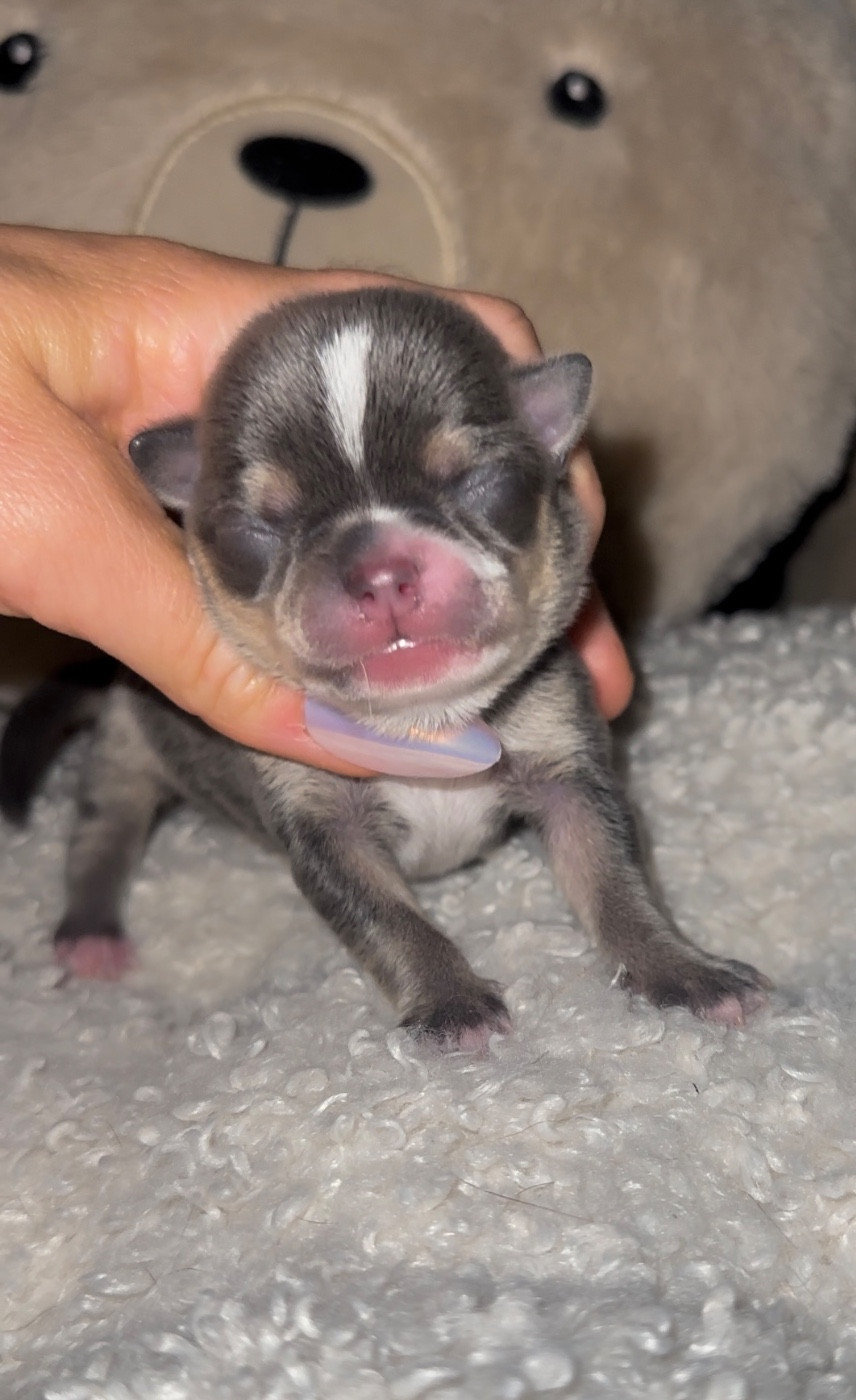 Chiot Chihuahua Des Perles Du Soleil