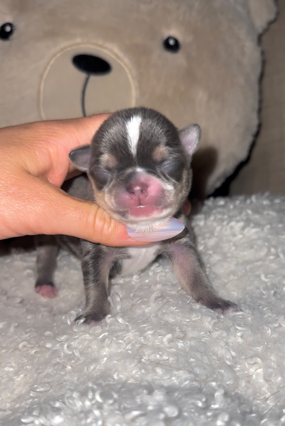 Des Perles Du Soleil - Chiots disponibles - Chihuahua