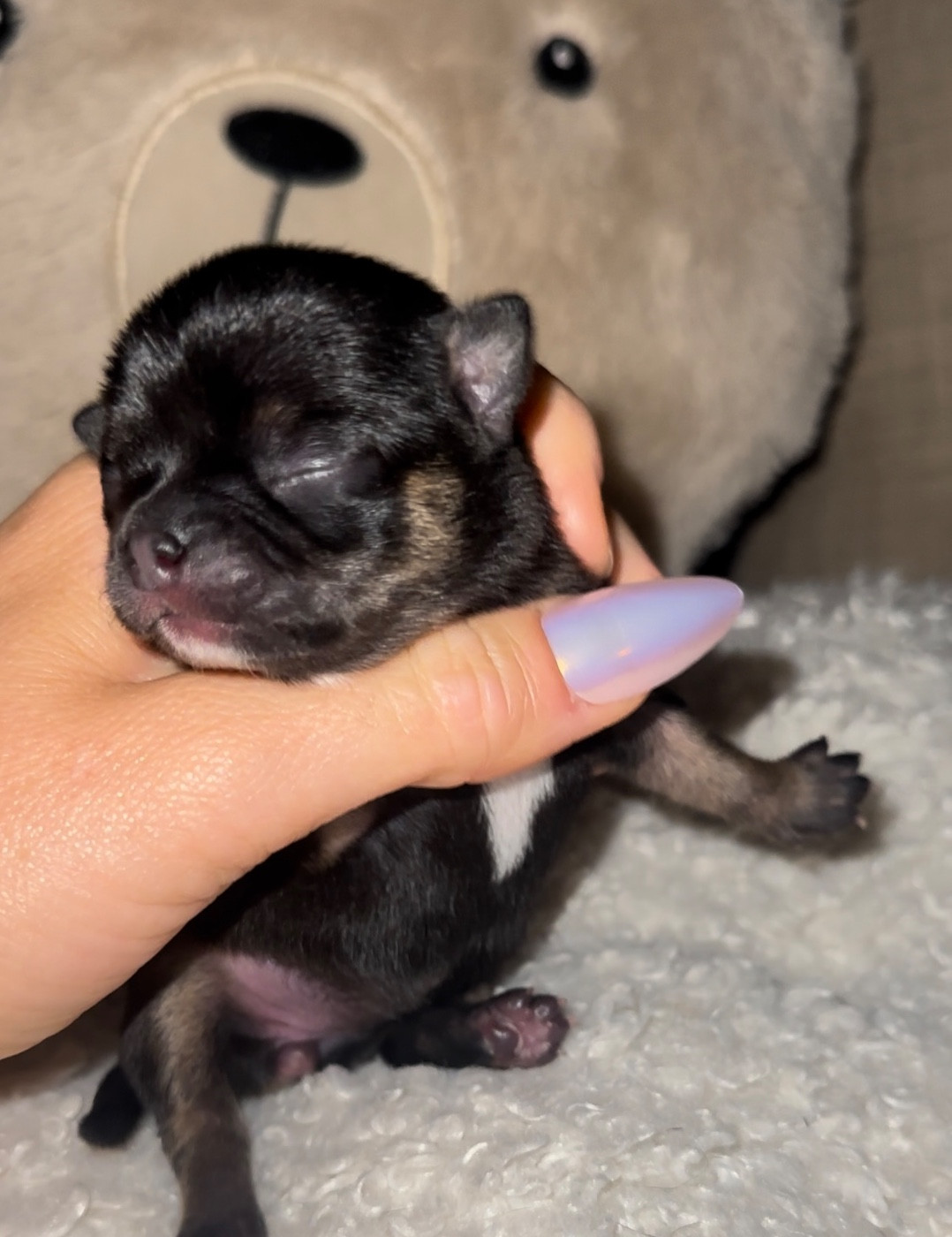 Des Perles Du Soleil - Chiots disponibles - Chihuahua