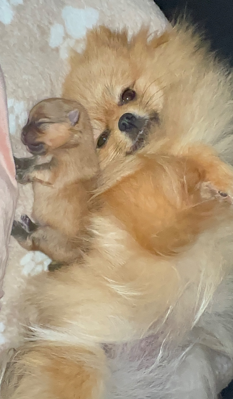 Chiot Spitz allemand Des Perles Du Soleil