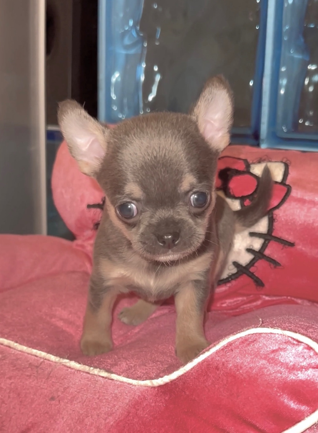 Des Perles Du Soleil - Chiots disponibles - Chihuahua