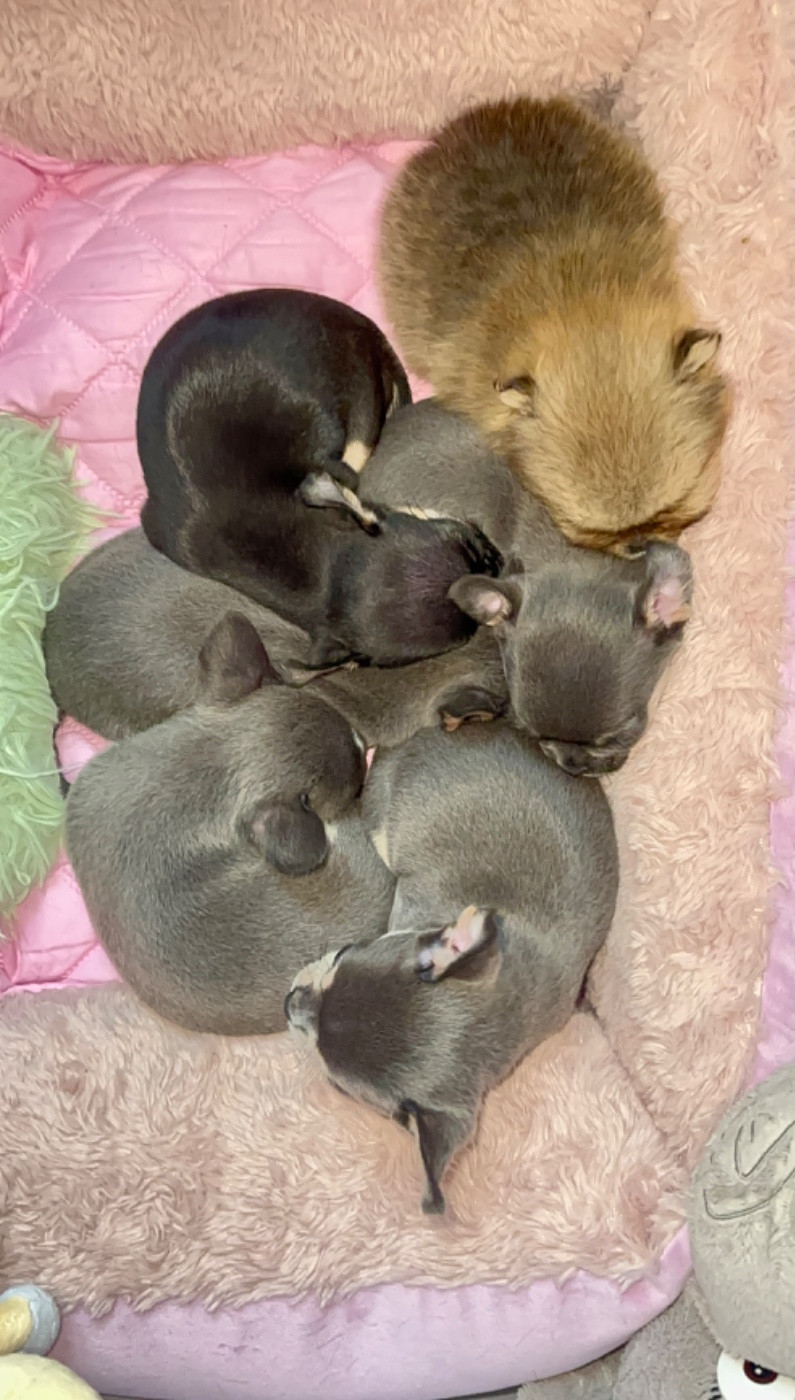 Des Perles Du Soleil - Chihuahua - Portée née le 23/10/2025