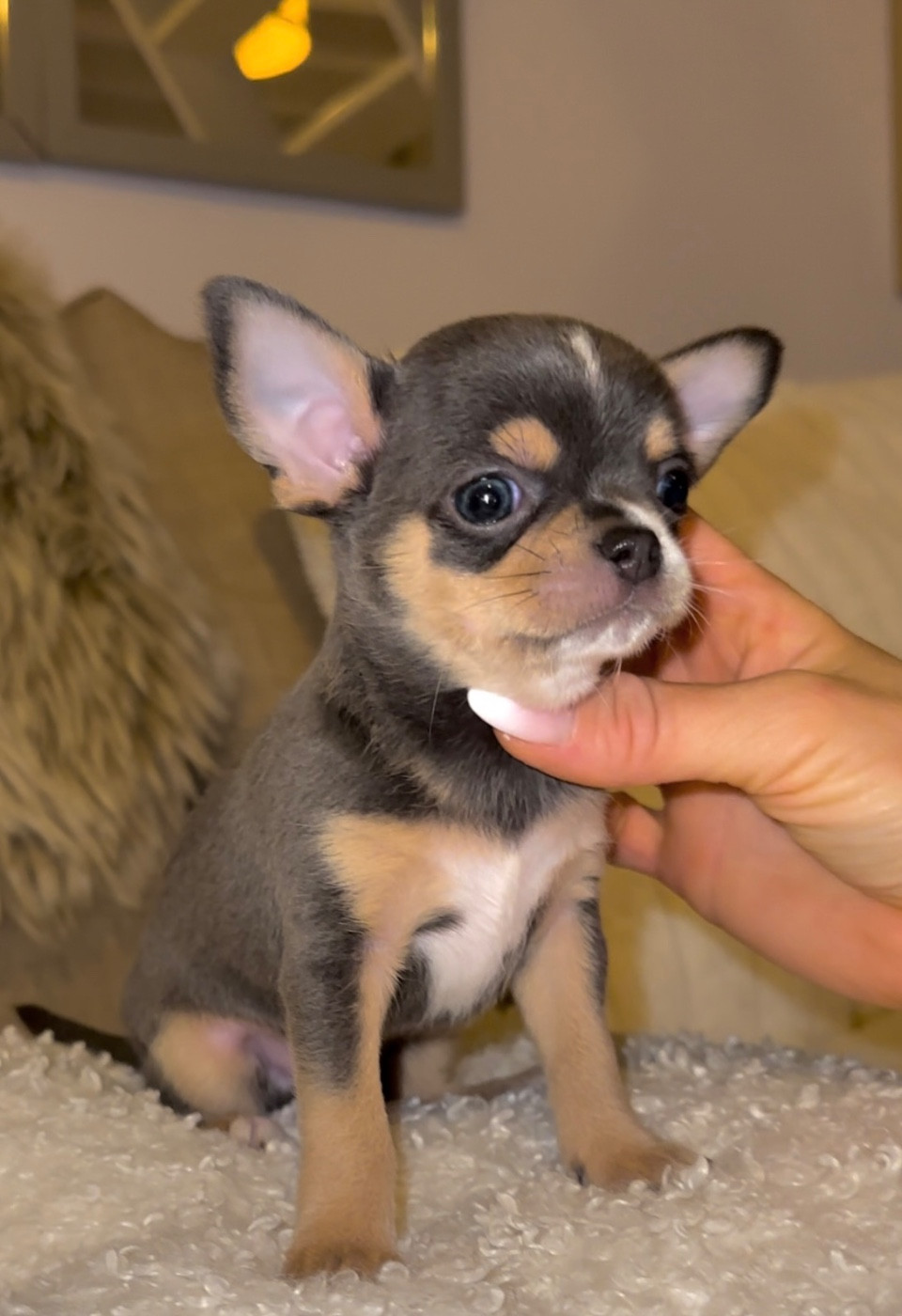 Des Perles Du Soleil - Chiots disponibles - Chihuahua