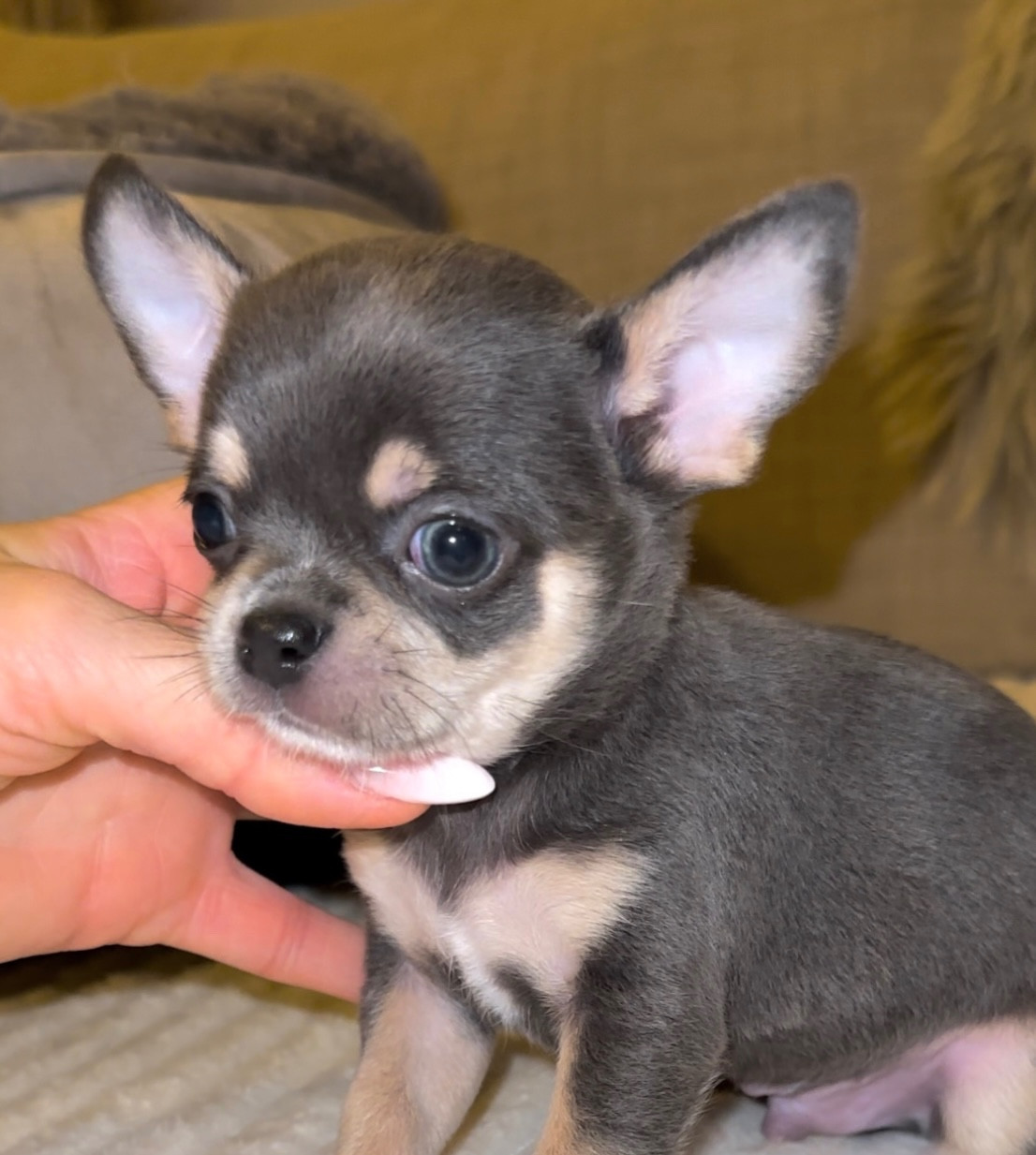 Des Perles Du Soleil - Chiots disponibles - Chihuahua