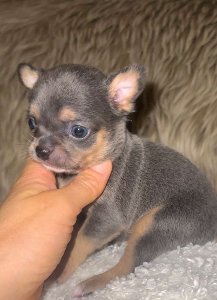 Des Perles Du Soleil - Chiots disponibles - Chihuahua