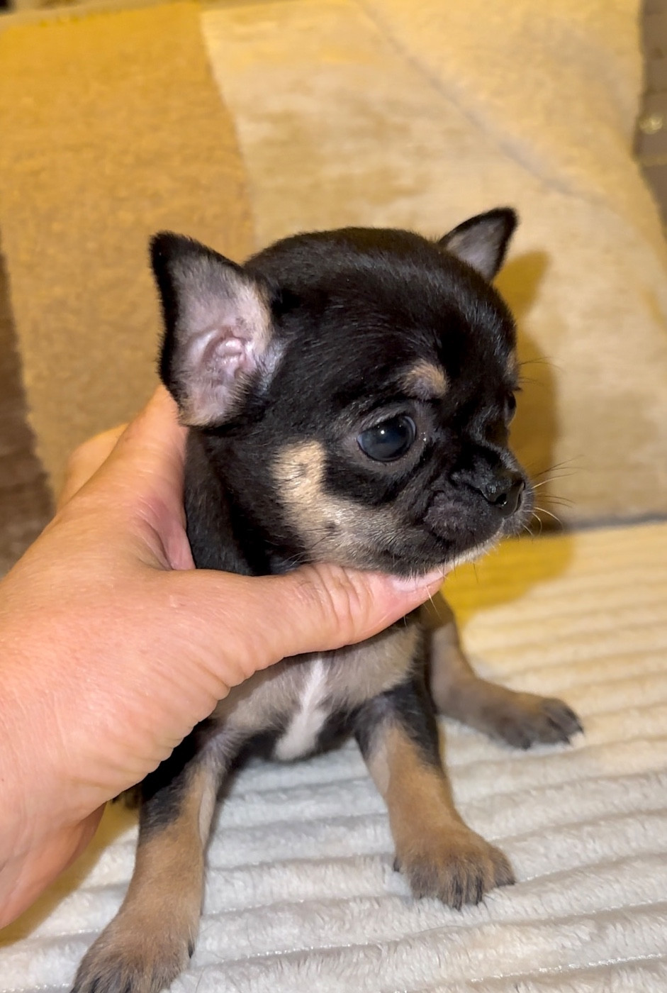 Des Perles Du Soleil - Chiots disponibles - Chihuahua