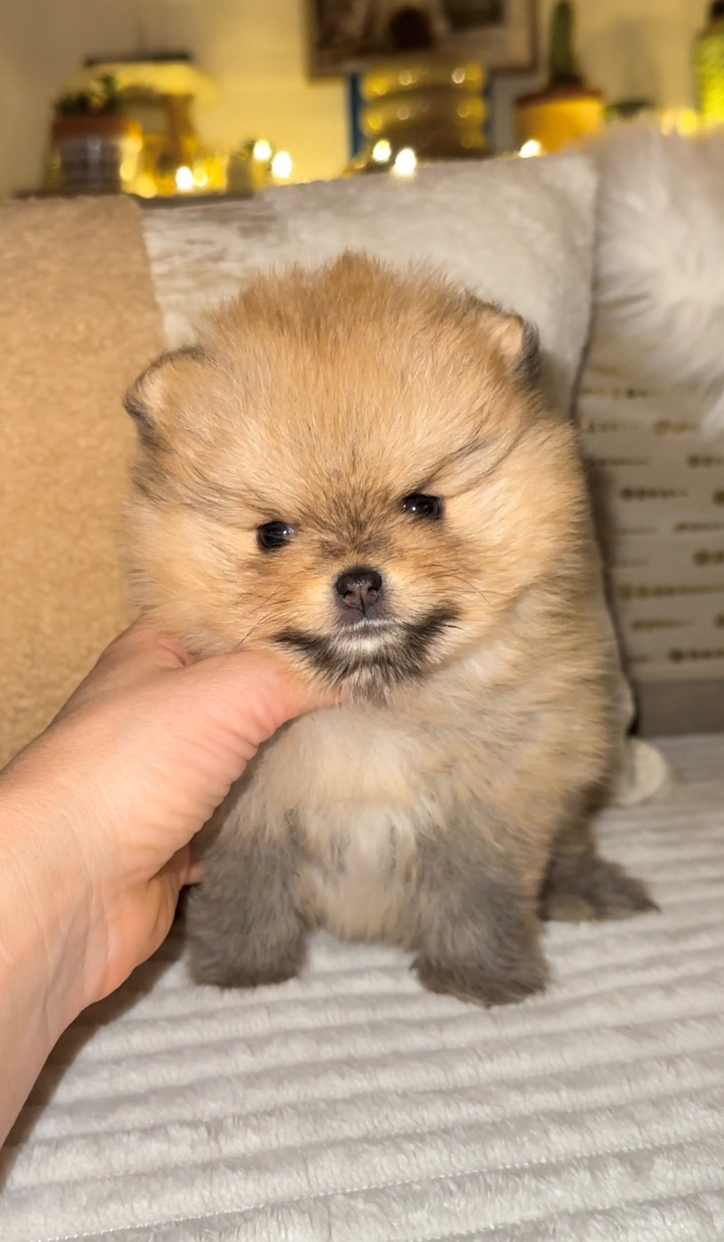 Des Perles Du Soleil - Chiots disponibles - Spitz allemand