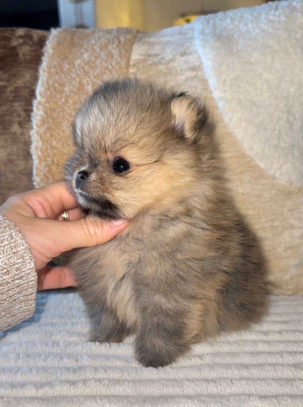 Des Perles Du Soleil - Chiots disponibles - Spitz allemand