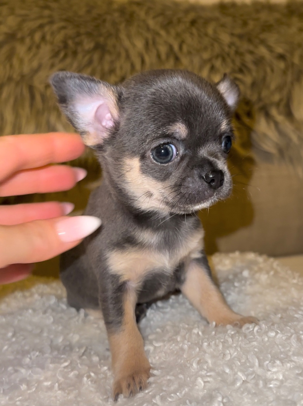 Des Perles Du Soleil - Chiots disponibles - Chihuahua