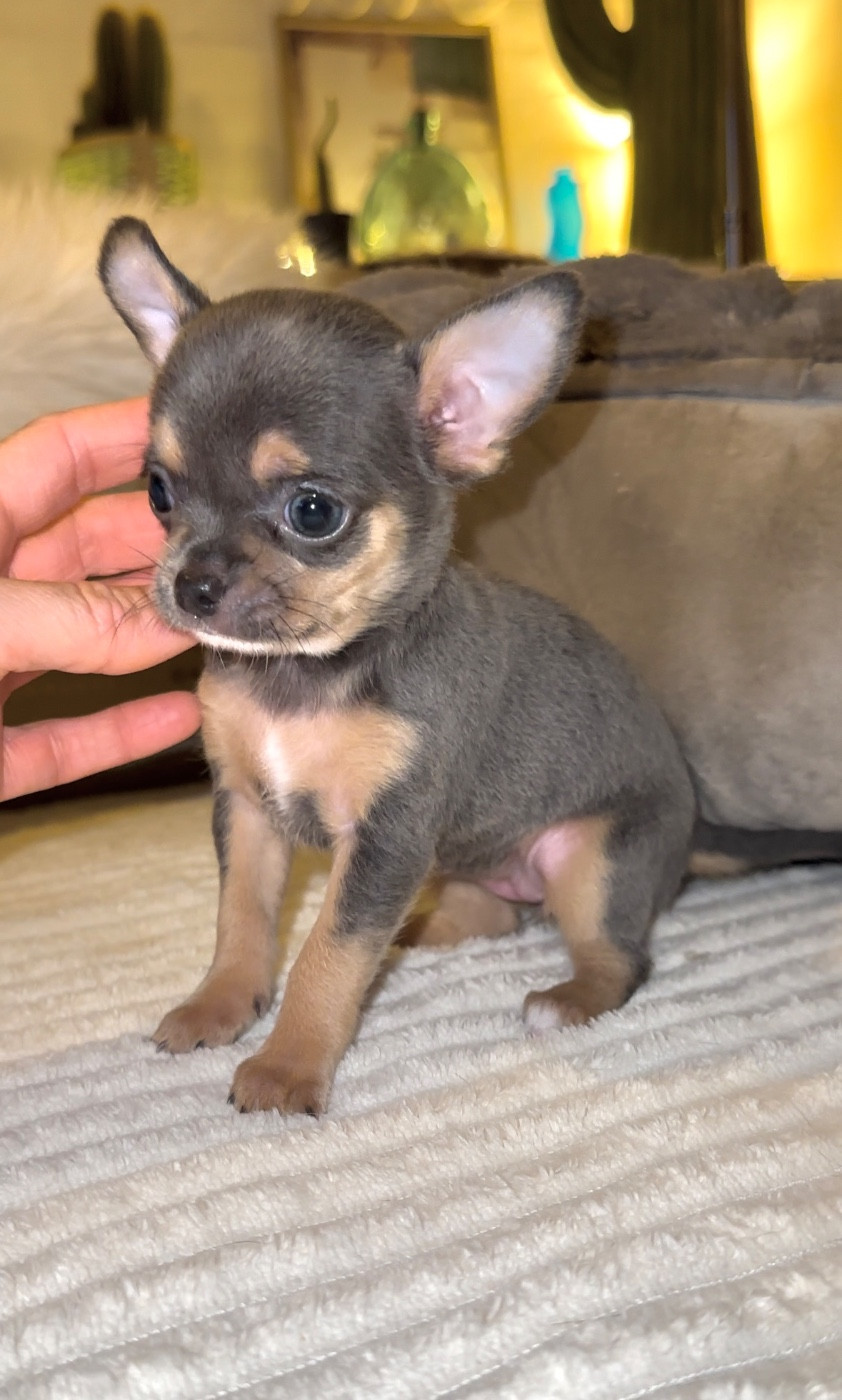 Des Perles Du Soleil - Chiots disponibles - Chihuahua