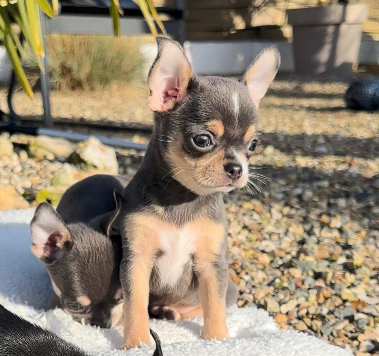 Des Perles Du Soleil - Chiots disponibles - Chihuahua