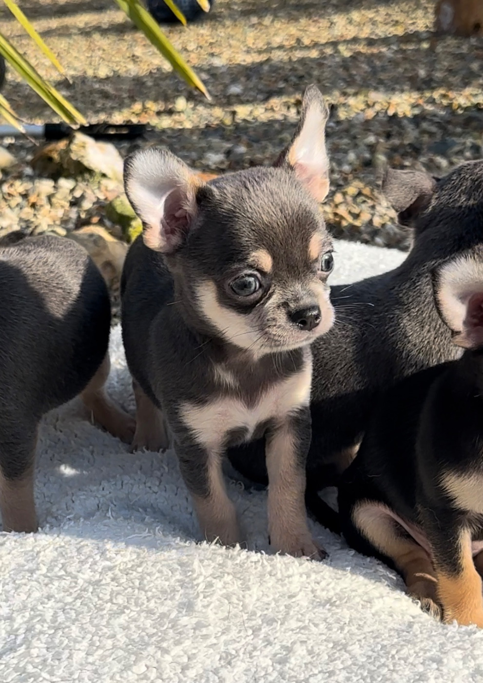 Des Perles Du Soleil - Chiots disponibles - Chihuahua
