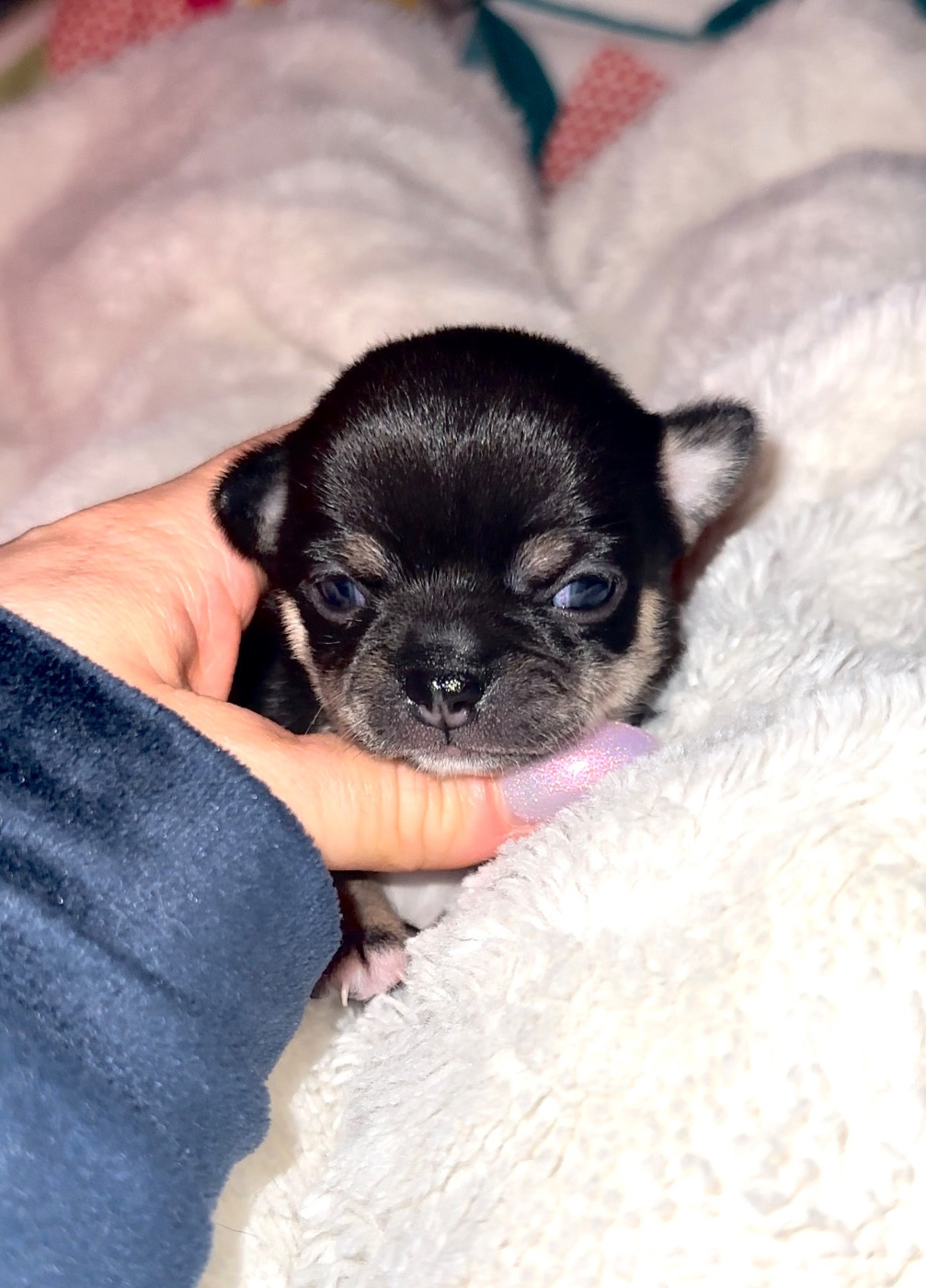 Des Perles Du Soleil - Chiots disponibles - Chihuahua