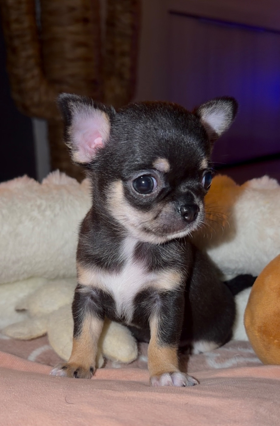 Des Perles Du Soleil - Chiots disponibles - Chihuahua
