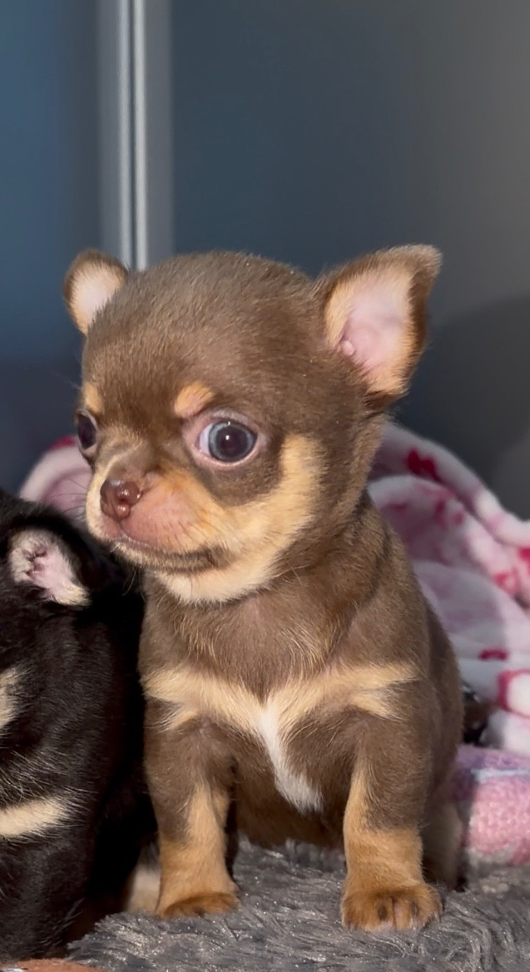 Des Perles Du Soleil - Chiots disponibles - Chihuahua