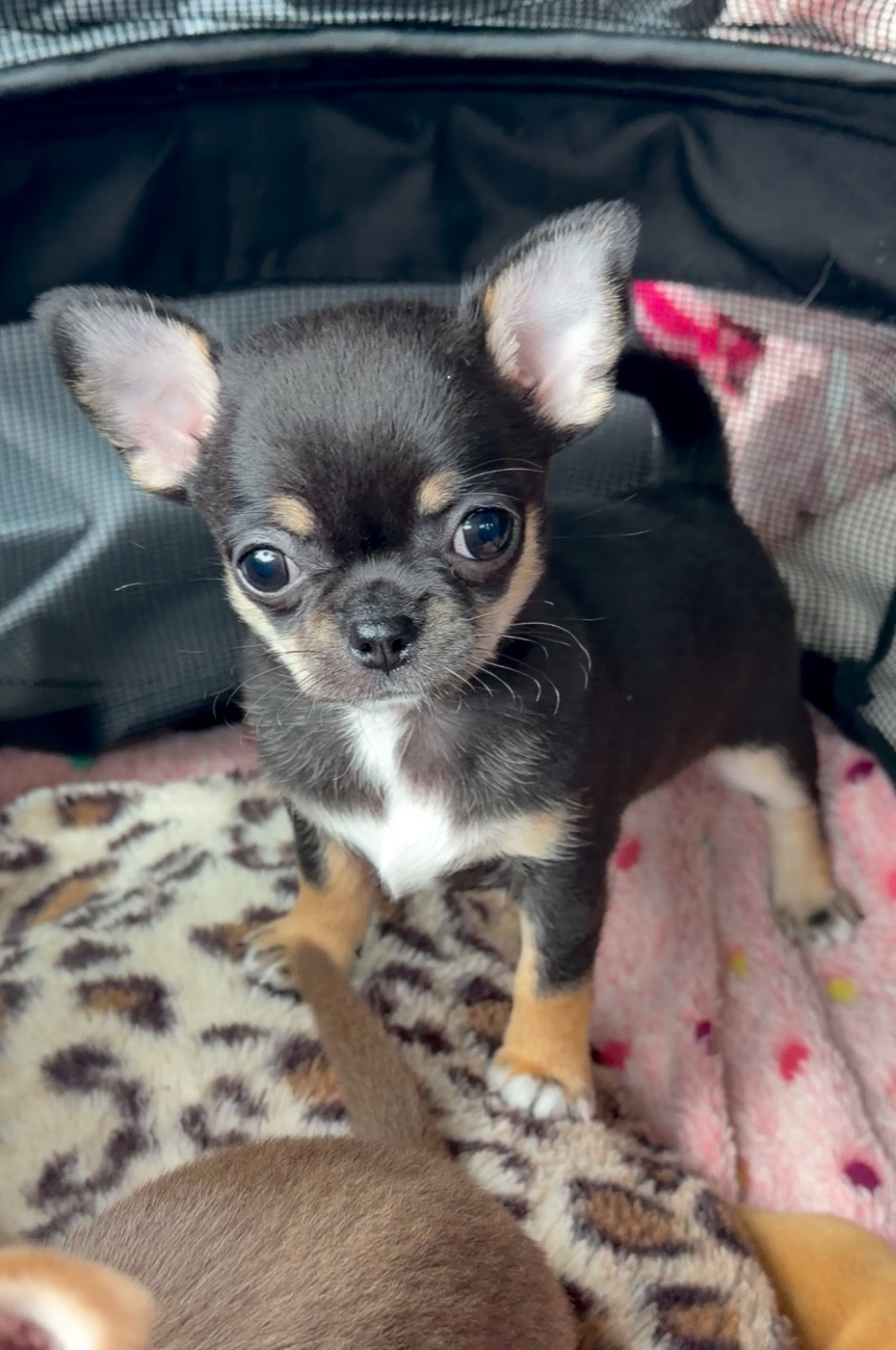 Des Perles Du Soleil - Chiots disponibles - Chihuahua