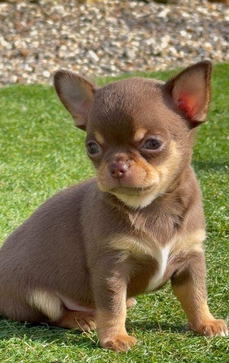 Des Perles Du Soleil - Chiots disponibles - Chihuahua