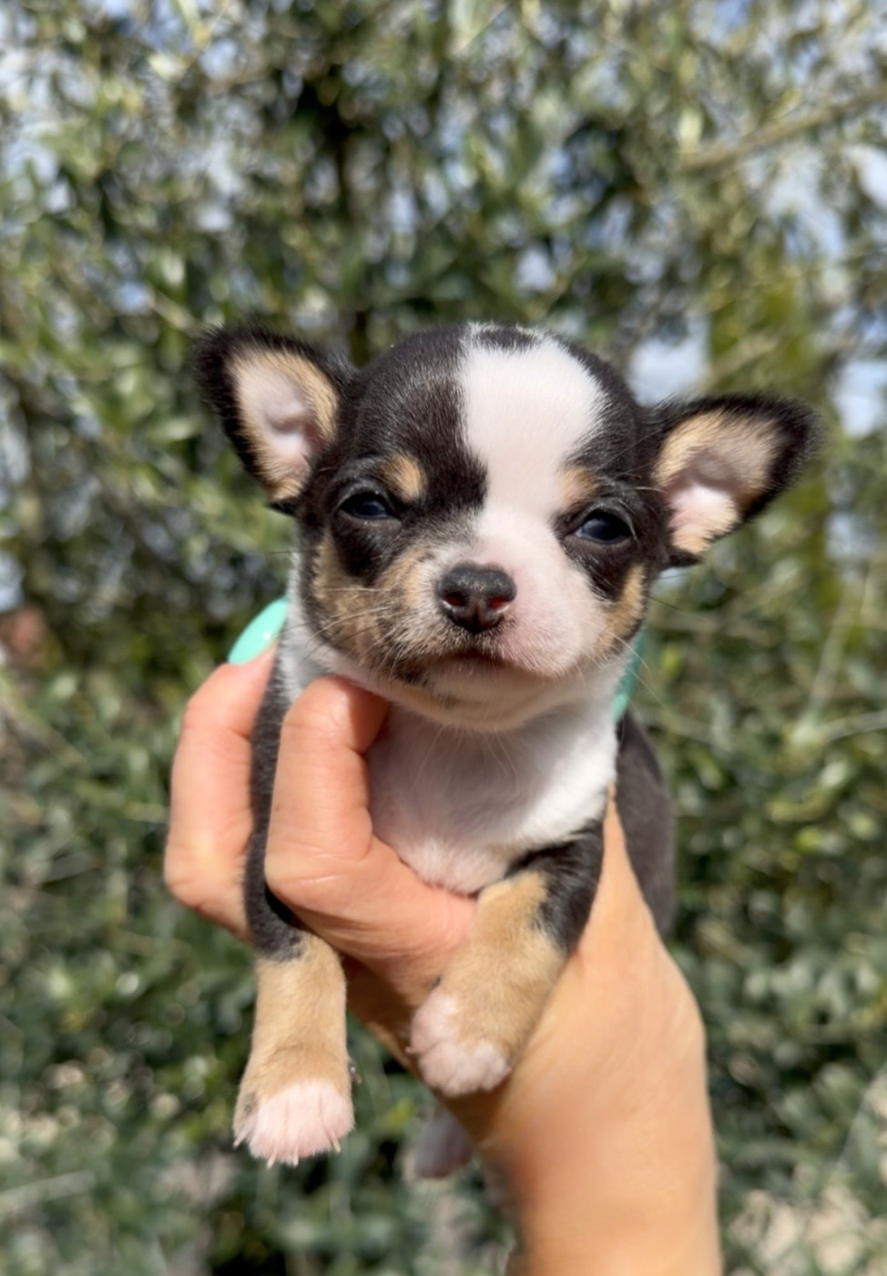 Des Perles Du Soleil - Chiots disponibles - Chihuahua