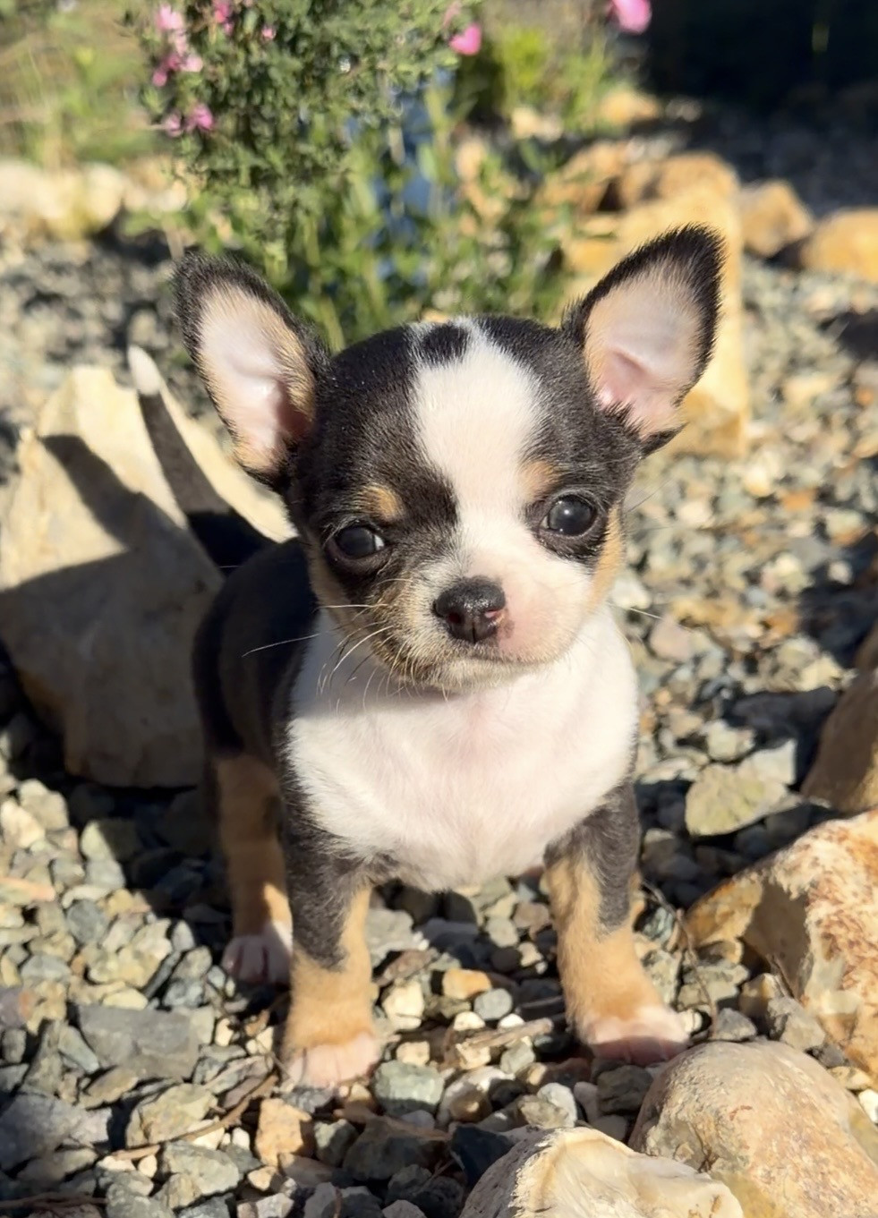 Des Perles Du Soleil - Chiots disponibles - Chihuahua