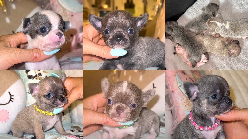 Chiot Chihuahua Des Perles Du Soleil