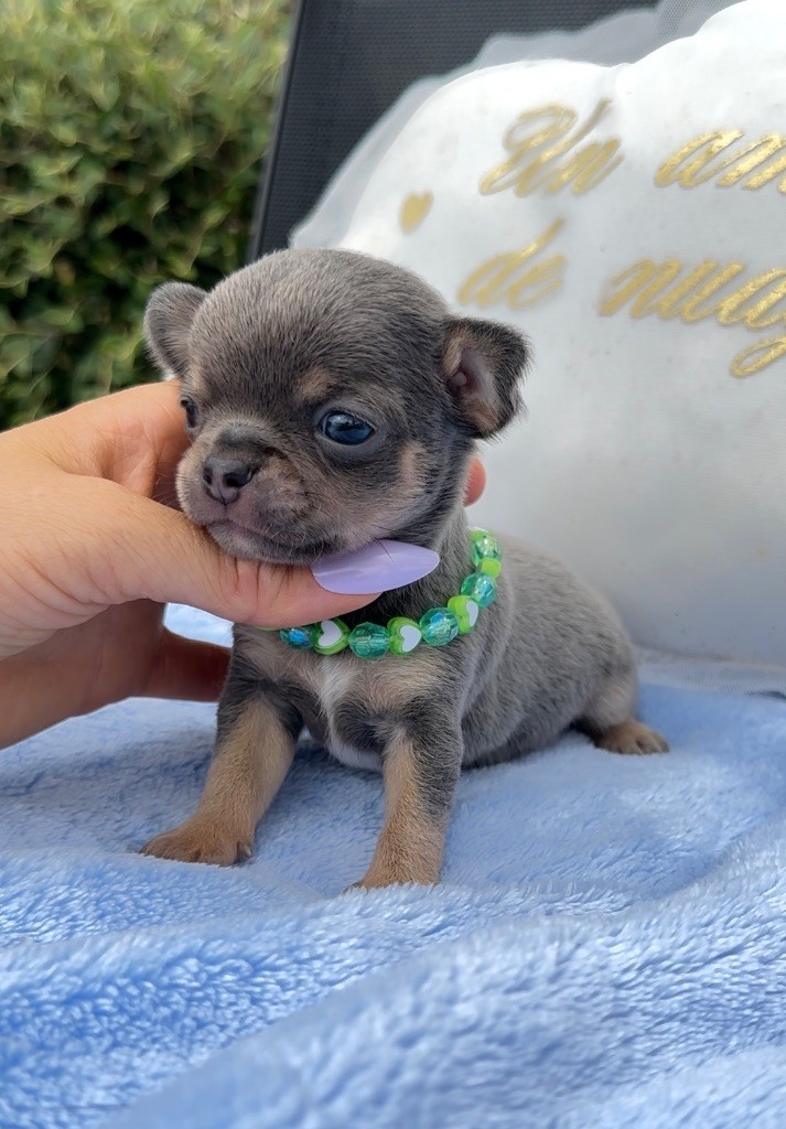 Des Perles Du Soleil - Chiots disponibles - Chihuahua