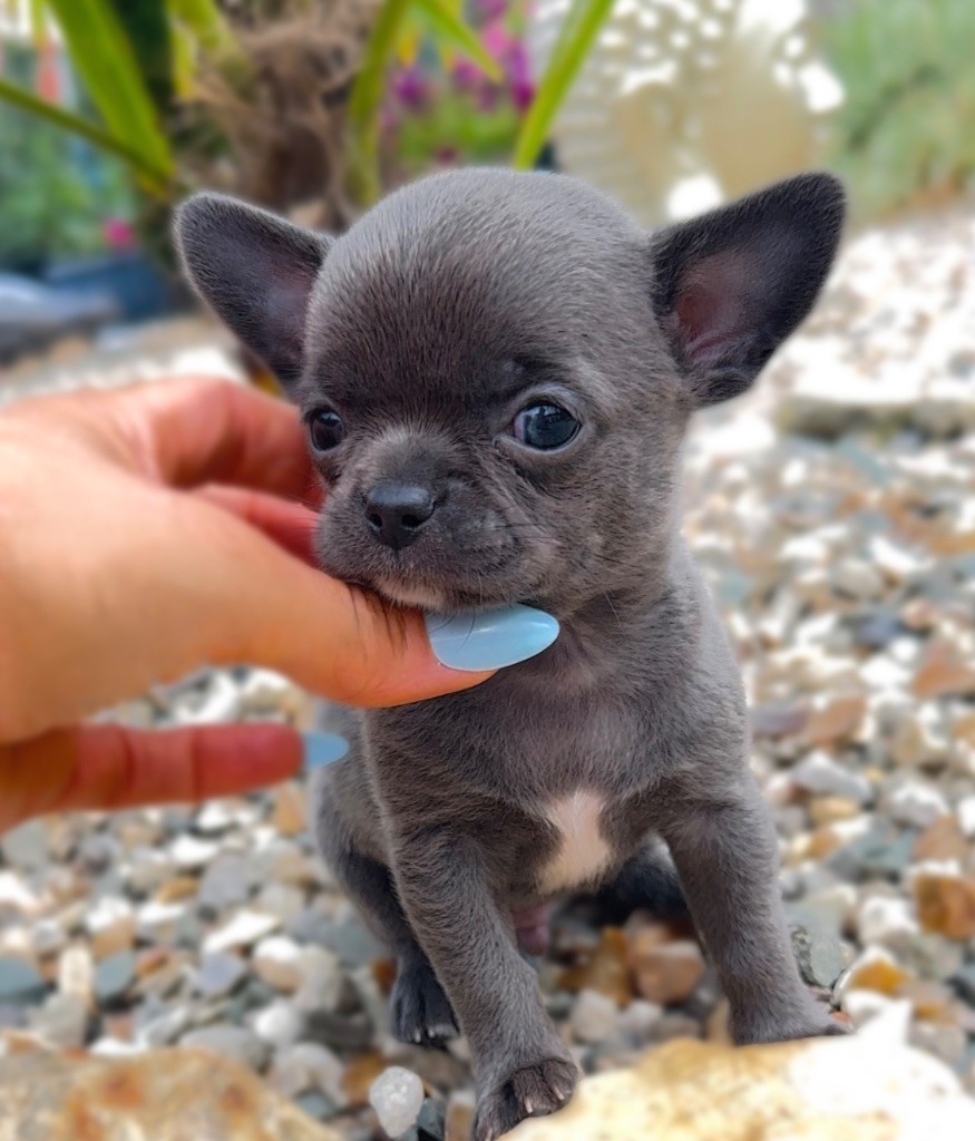 Des Perles Du Soleil - Chiots disponibles - Chihuahua