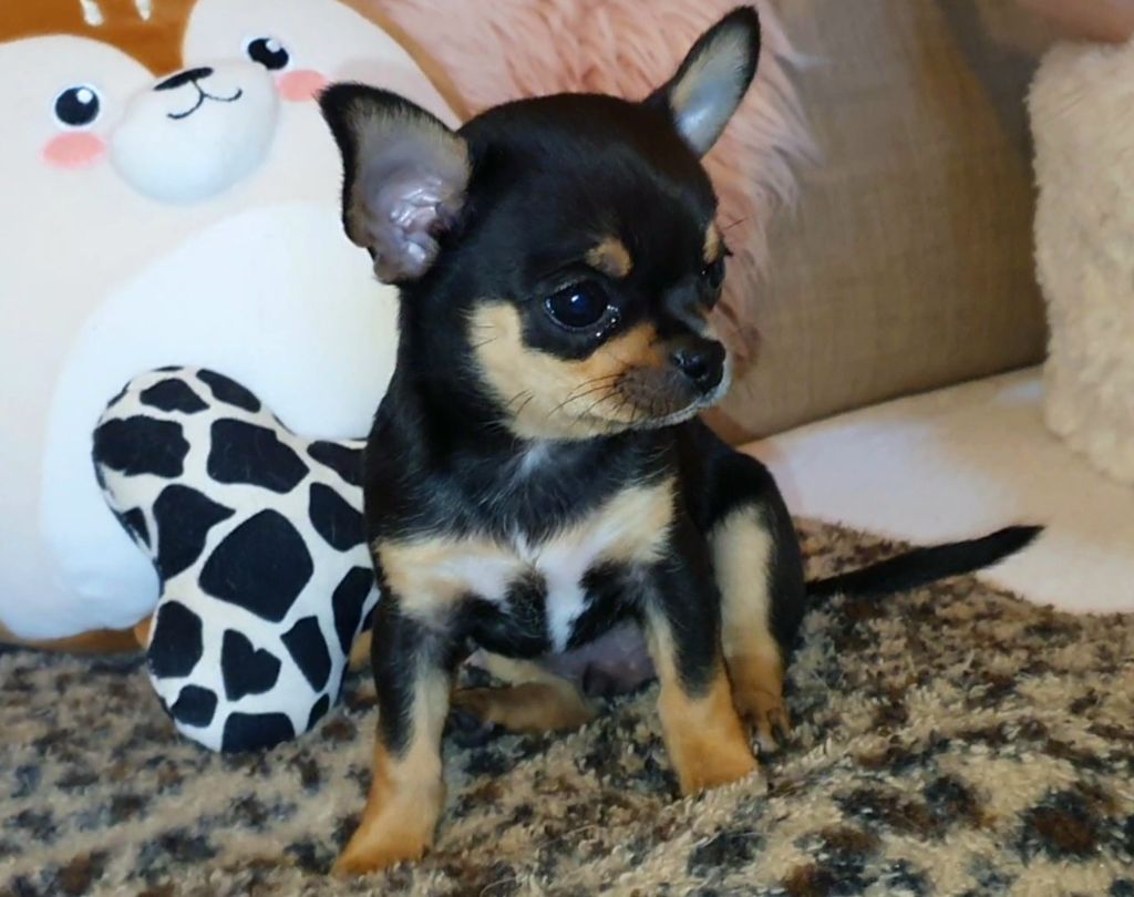 Chiot Chihuahua Des Perles Du Soleil
