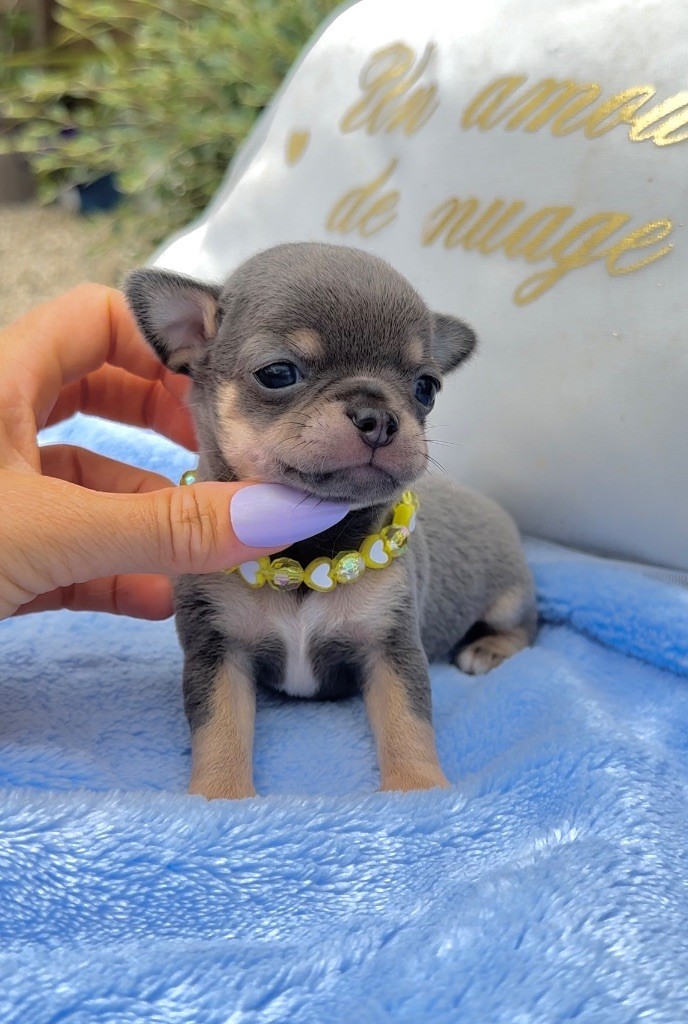 Des Perles Du Soleil - Chiots disponibles - Chihuahua