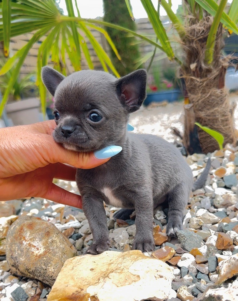 Des Perles Du Soleil - Chiots disponibles - Chihuahua
