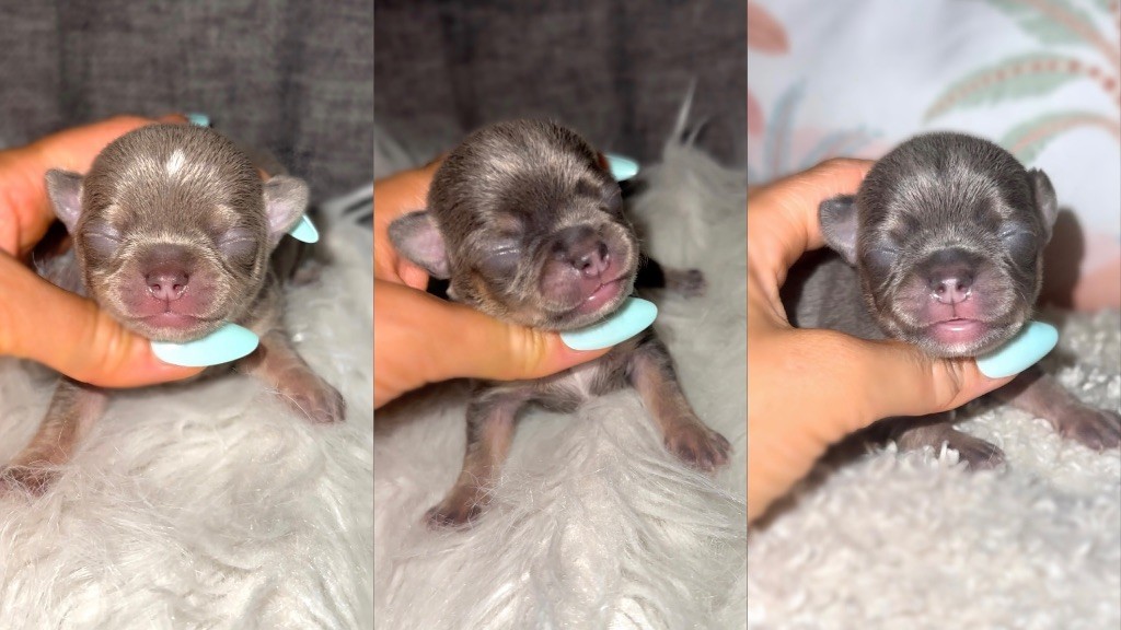 Chiot Chihuahua Des Perles Du Soleil