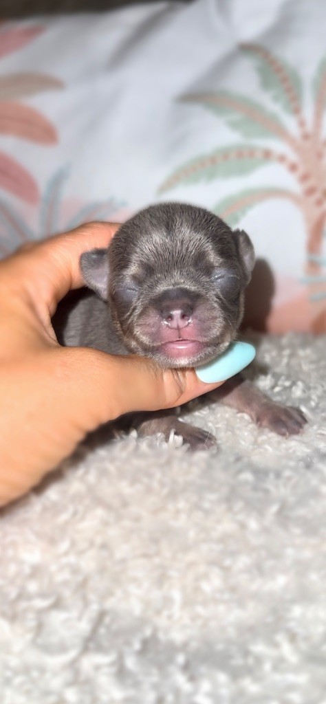 Des Perles Du Soleil - Chiots disponibles - Chihuahua