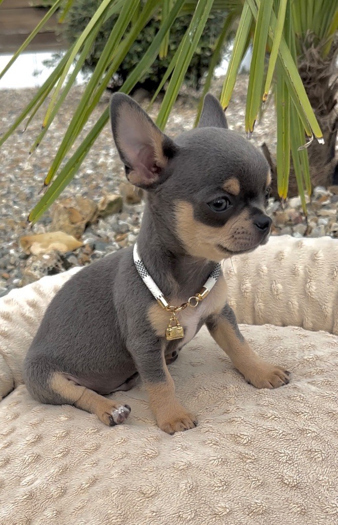 Des Perles Du Soleil - Chiots disponibles - Chihuahua