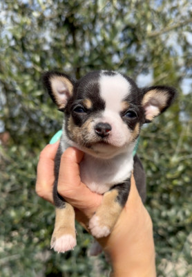 Chiot N°1