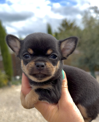 Baby Yoshi